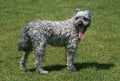 Hungarian Pumi Dog, Adult standing on Grass