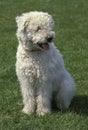 Hungarian Pumi Dog, Adult standing on Grass