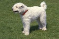 Hungarian Pumi Dog, Adult standing on Grass Royalty Free Stock Photo