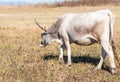 Hungarian pure bred grey cattle close up shot on autumn field Royalty Free Stock Photo