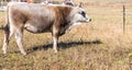 Hungarian pure bred grey cattle close up shot on autumn field Royalty Free Stock Photo