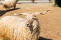 Hungarian racka sheep Royalty Free Stock Photo