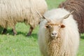 Hungarian Racka Sheep Gazing Royalty Free Stock Photo