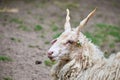 Hungarian Racka sheep,head close-up.Breed of sheep