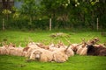 Hungarian racka sheep Royalty Free Stock Photo