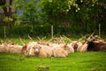 Hungarian racka sheep Royalty Free Stock Photo