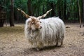 Hungarian 'racka' sheep Royalty Free Stock Photo