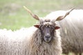 A hungarian racka sheep looking into the camera Royalty Free Stock Photo