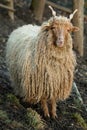 Hungarian screw-horned sheep, dreadlock