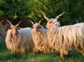 Hungarian sheep Royalty Free Stock Photo