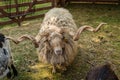 Hungarian sheep