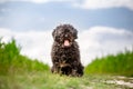 Hungarian shepherd Puli