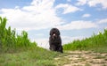 Hungarian shepherd Puli