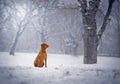 Hungarian Short-haired pointer Magyar Vizsla