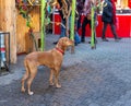 Hungarian Short-haired Pointing Dog Vizsla at Christmas market. Lonely dog waiting for someone, looking