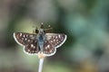 Hungarian skipper Royalty Free Stock Photo