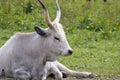 A Hungarian steppe cattle Bos primigenius taurus lying on a green meadow Royalty Free Stock Photo