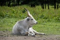 A Hungarian steppe cattle Bos primigenius taurus lying on a green meadow Royalty Free Stock Photo