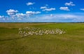 Hungarian Steppe Cattle or Hungarian Grey Cattle, Bos primigenius f. taurus herd grazing on a pasture