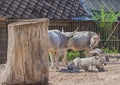 Hungarian steppe cattle have three individuals