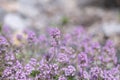 Hungarian thyme Thymus pannonicus, pink flowering plants