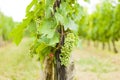 Hungarian traditional grape growing