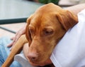 Hungarian Vizla cuddles with her owner