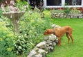 Hungarian Vizla hunts in the garden Royalty Free Stock Photo