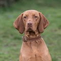 Hungarian Vizsla