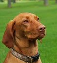 Hungarian Vizla Royalty Free Stock Photo