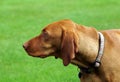 Hungarian Vizla Royalty Free Stock Photo