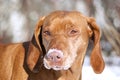 Hungarian Vizsla