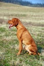 Hungarian vizsla