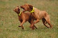 Hungarian Vizsla