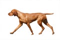 Hungarian Vizsla