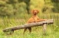 Hungarian Vizsla dog training Royalty Free Stock Photo