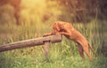 Hungarian Vizsla dog training Royalty Free Stock Photo