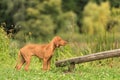 Hungarian Vizsla dog training Royalty Free Stock Photo