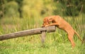 Hungarian Vizsla dog training Royalty Free Stock Photo
