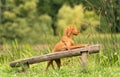 Hungarian Vizsla dog training Royalty Free Stock Photo