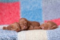 Hungarian Vizsla dogs on the chacked background