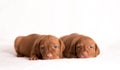 Hungarian Vizsla dogs on the white background