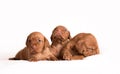 Hungarian Vizsla dogs on the white background