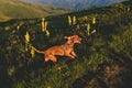 Vizsla Dog Running Uphill With Flapping Ears