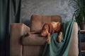 A Hungarian Vizsla lounges on a couch, partially draped by a green blanket