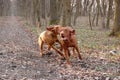 Hungarian vizsla playing