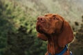 Hungarian Vizsla Pointer Dog Closeup Portrait Royalty Free Stock Photo