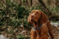 Hungarian Vizsla Pointer Dog Walk in Forest Royalty Free Stock Photo