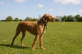 Hungarian Vizsla in a proud stance