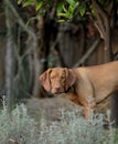 Hungarian Vizsla Puppy Royalty Free Stock Photo